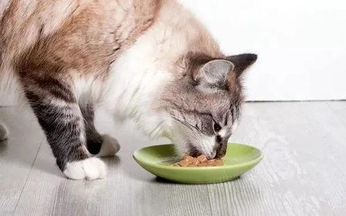 吃瓜看猫咪视频软件免费,免费畅享猫咪萌态，尽在吃瓜看猫神器
