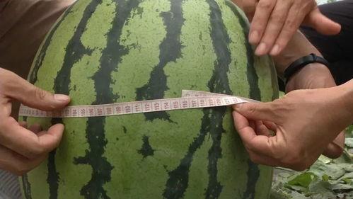 功夫在线观看西瓜,领略中华武术魅力，体验热血沸腾的武侠世界
