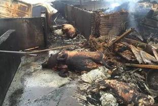 长春养猪场爆料视频曝光,揭露养殖场惊人内幕