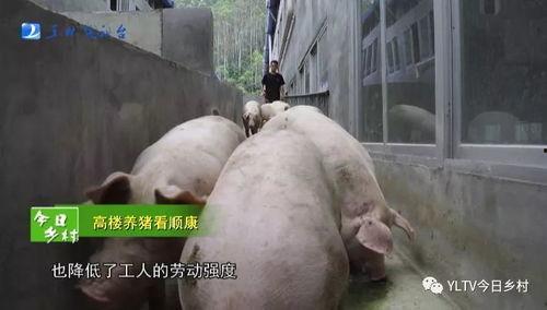 长春养猪场爆料视频曝光,揭露养殖场惊人内幕