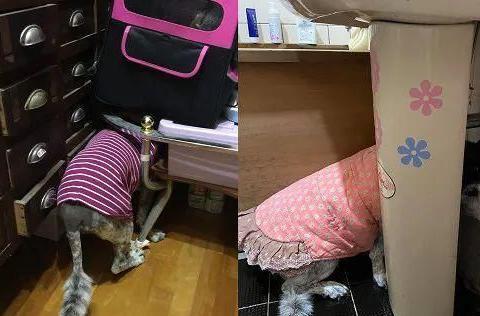 大狗最新爆料图片高清视频,高清图片与视频揭秘神秘内容