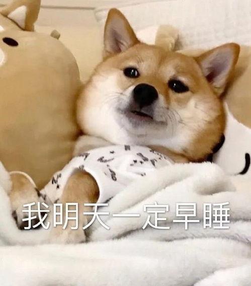 今日八卦爆料视频大全,视频大全揭秘娱乐圈幕后真相