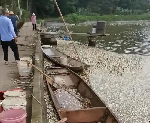 女子爆料自家鱼塘视频大全,揭秘真实养殖生活