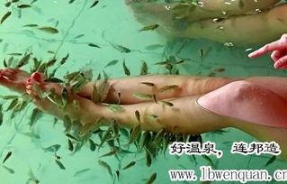 爆料哥吃青花椒鱼视频,爆料哥亲尝美味，辣度与鲜香并存