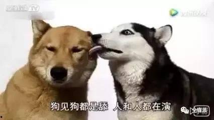 深圳舔狗爆料视频,揭秘社交圈中的真实面目