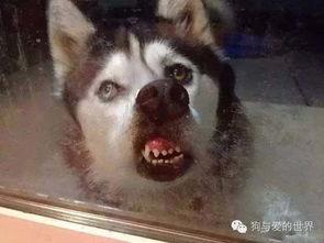 深圳舔狗爆料视频,揭秘社交圈中的真实面目