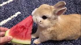 台湾网红小兔子吃瓜事件,揭秘网络舆论的狂欢与反思