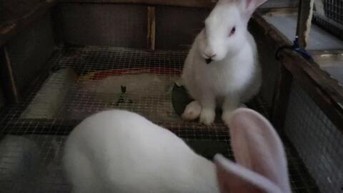 台湾网红小兔子吃瓜事件,揭秘网络舆论的狂欢与反思