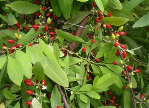 古柯爆料的视频,幕后真相大曝光