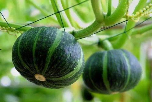 17c吃瓜-免费吃瓜红桃,免费红桃瓜果盛宴，尽享夏日清凉！