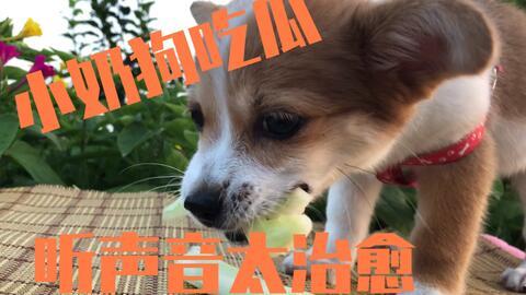 娱乐吃瓜酱小动物,揭秘小动物界的趣味故事