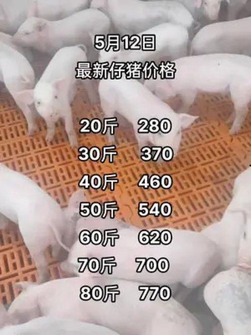 猪价最新爆料