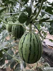 徐州吃瓜网红有哪些人,徐州网红吃瓜达人的人生轨迹与网络影响力